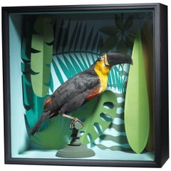 Taxidermy Toucan Mounted in Designer Display Case