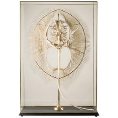 Huge Freshwater Stingray Skeleton in Artisanal Custom Made Glass Display Case