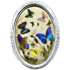 Plaque de taxidermie victorienne encadrée pour papillons et insectes
