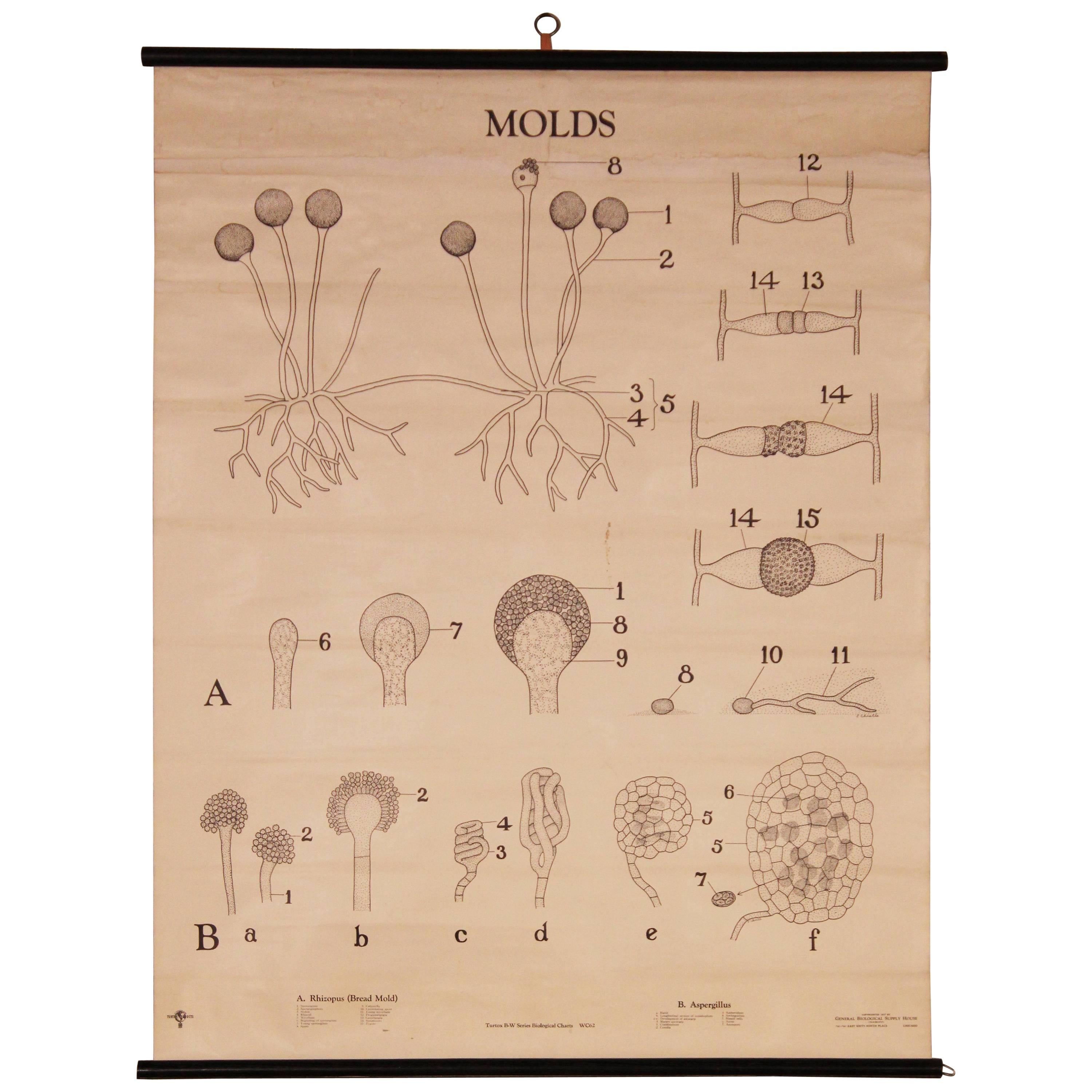 Molds, Turtox Black and White Series Biological Chart, 1937 For Sale