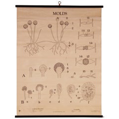 Vintage Molds, Turtox Black and White Series Biological Chart, 1937