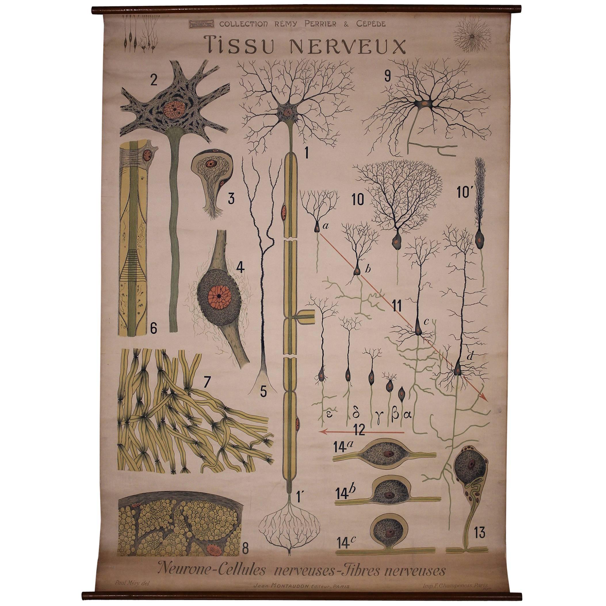 Antike französische wissenschaftliche Erziehungstafel, Tissu Nerveux von Denoyer-Geppert