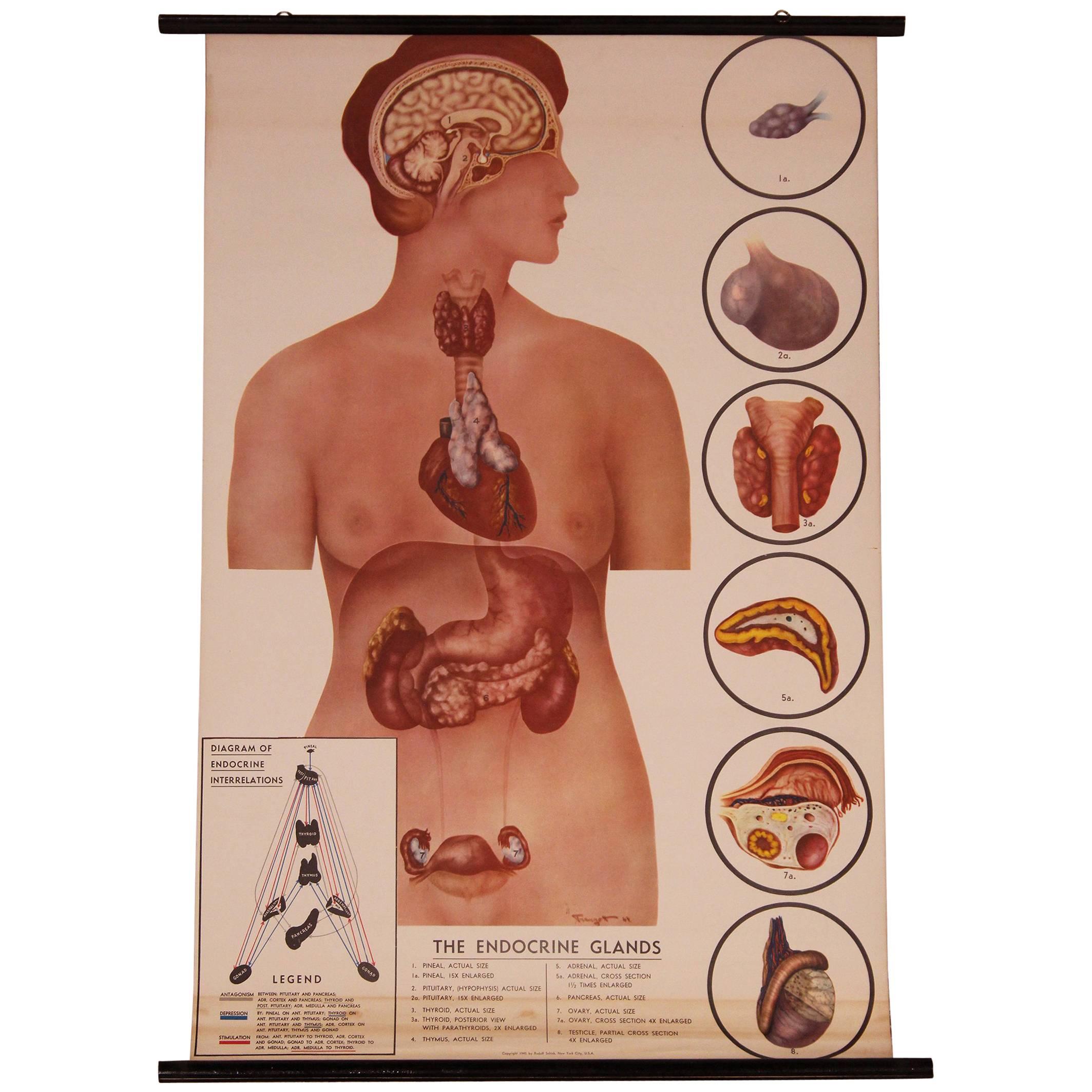 Tableau d'anatomie féminine éducative vintage, les relations endocrines