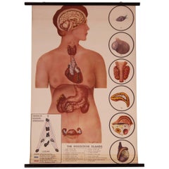 Antique Educational Female Anatomy Chart, the Endocrine Interrelations