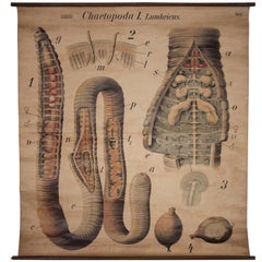 Antique Earthworm Scientific Educational Chart by Pfurtscheller Denoyer-Geppert