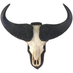 Water Buffalo Skull with Horns Wall Mount