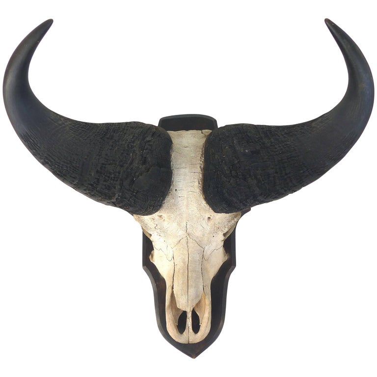 Water Buffalo Skull with Horns Wall Mount at