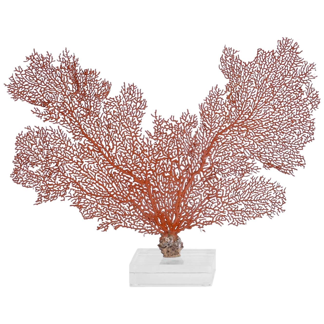 Red Sea Fan on Lucite