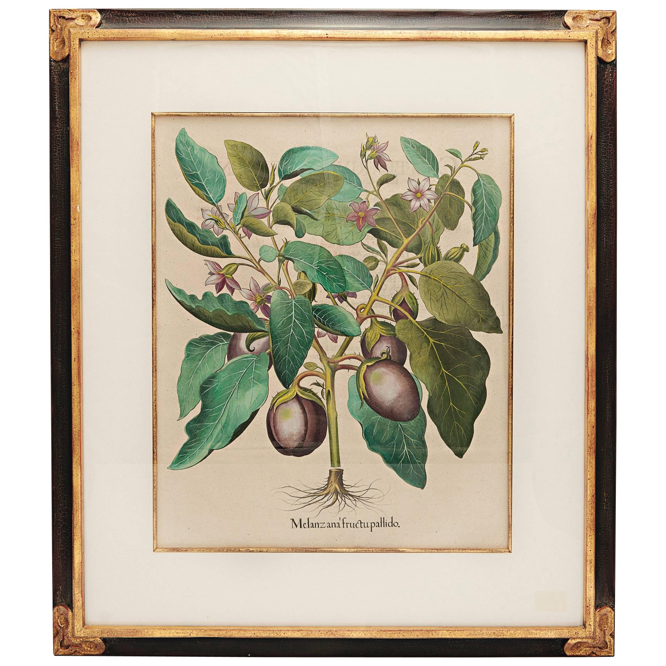 Basil Besler Botanical Print For Sale