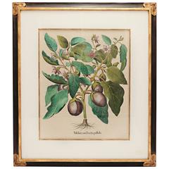 Basil Besler Botanical Print