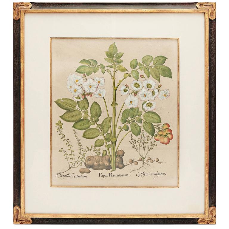 Basil Besler botanical print, 1613, offered by Spalding Antiques & Interiors