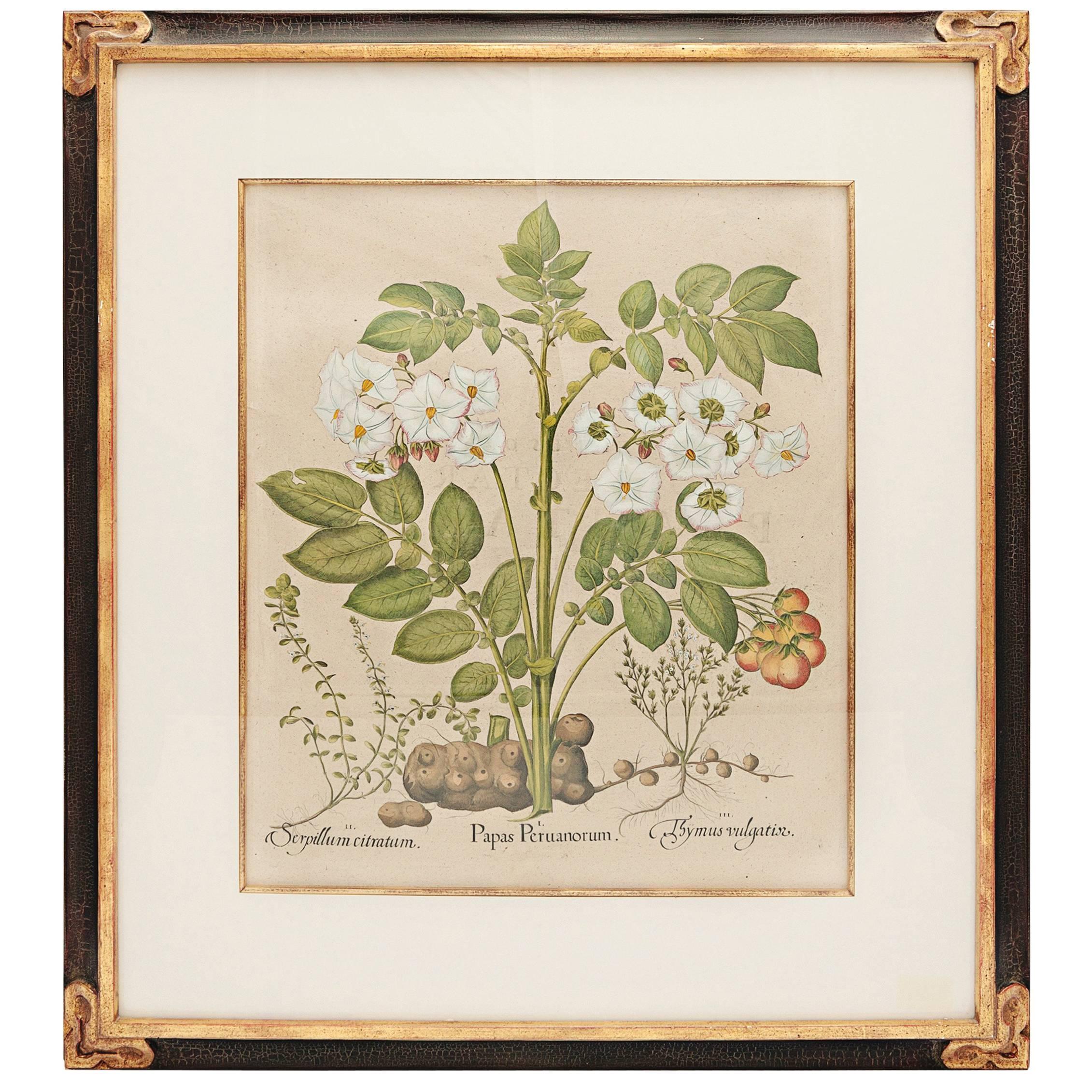 Basil Besler Original Engraving Botanical Print in Custom Frame For Sale