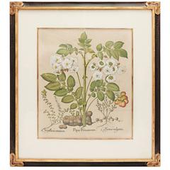 Basil Besler Original Engraving Botanical Print in Custom Frame