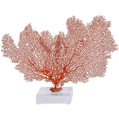Red Sea Fan on Lucite