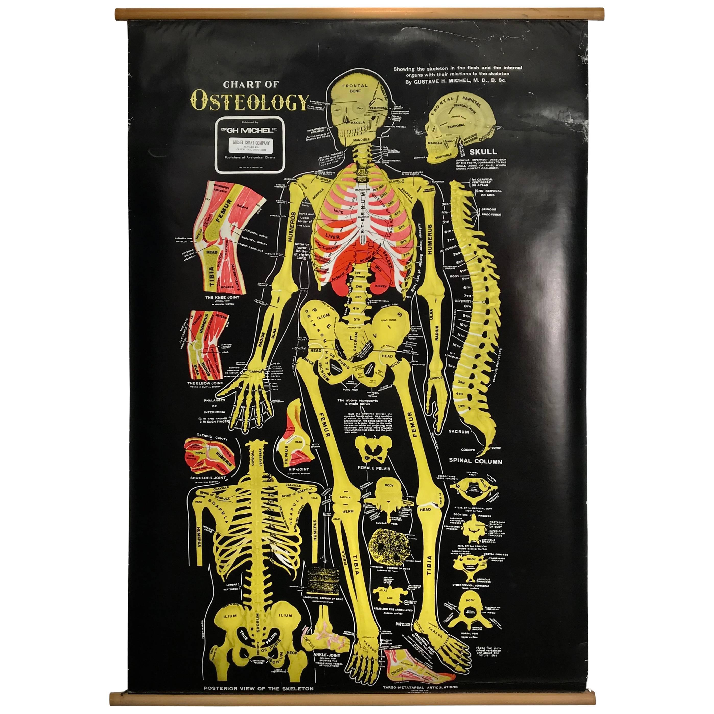 Vintage Anatomical Pull Down Chart 'Osteology, GH Michel Company For Sale