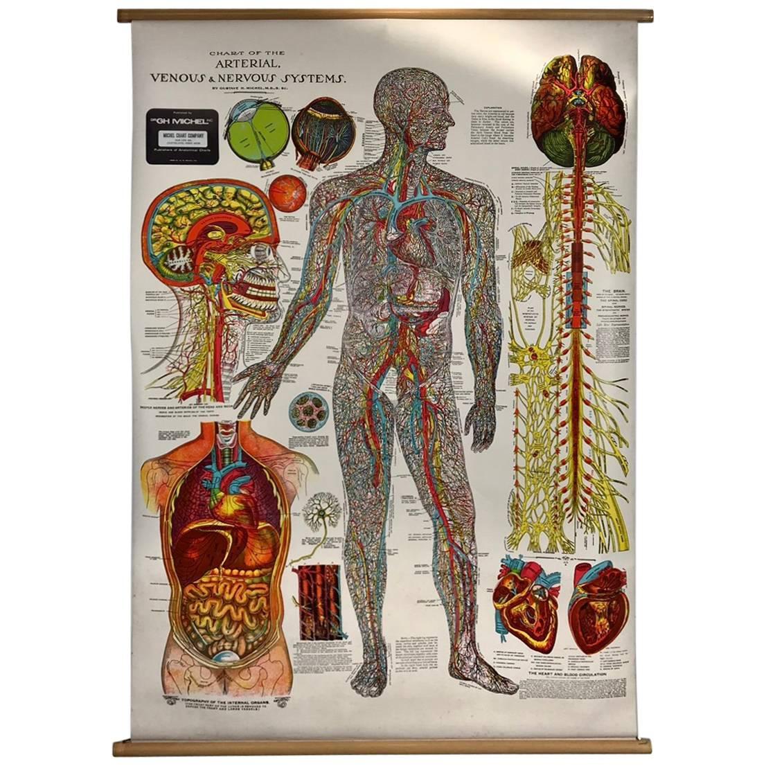Vintage Anatomical Pull Down Chart 'Nervous Systems, GH Michel Company
