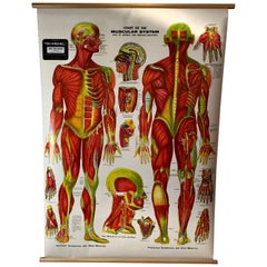 Vintage Anatomical Pull Down Chart 'Muscular System, GH Michel Chart Company