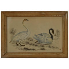 Original Antique Print of Swans, 1847