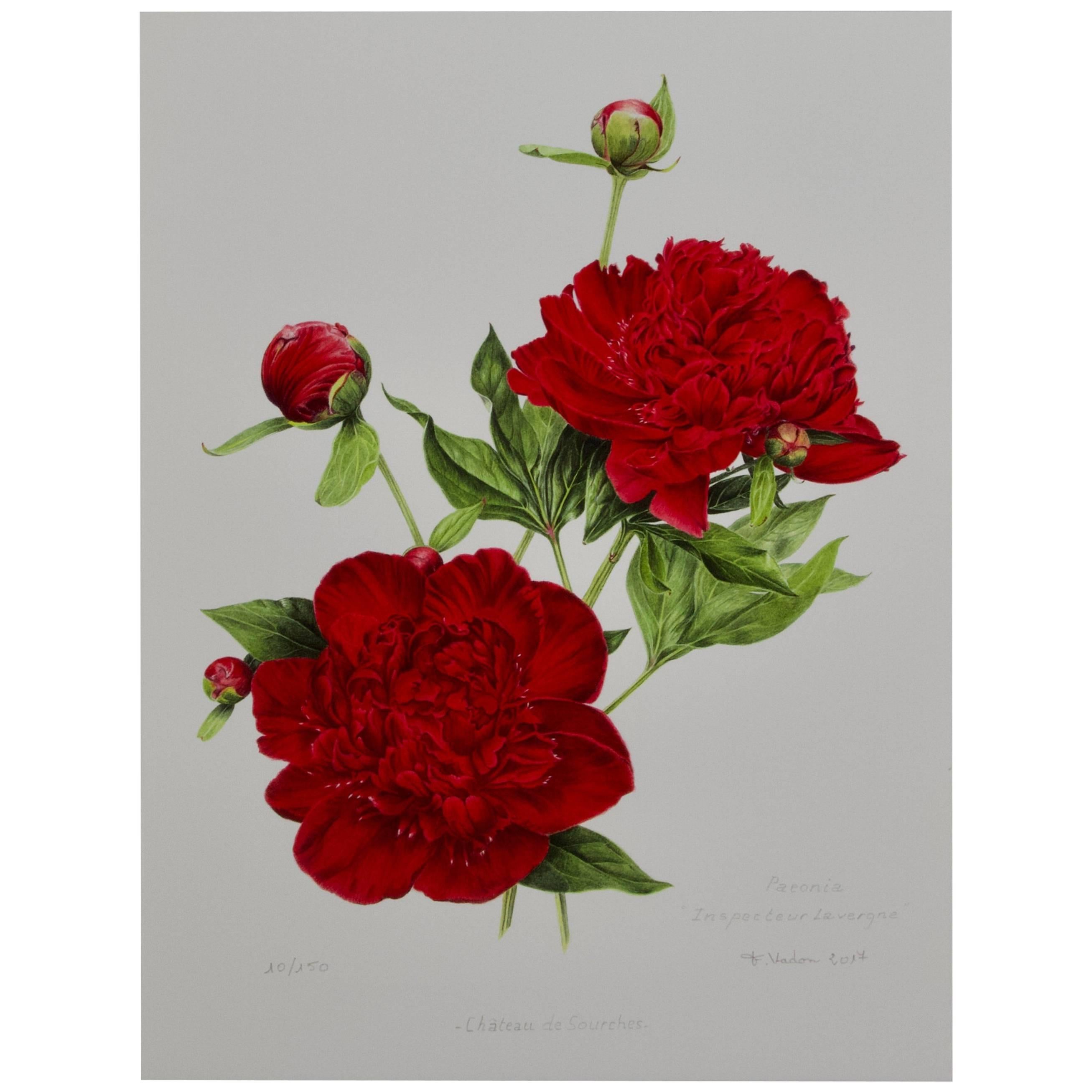 Peony Print by Françoise Piquet-Vadon for Conservatory of Peony France For Sale