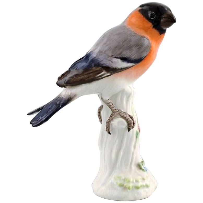 Meissen Figure, Bird in Porcelain