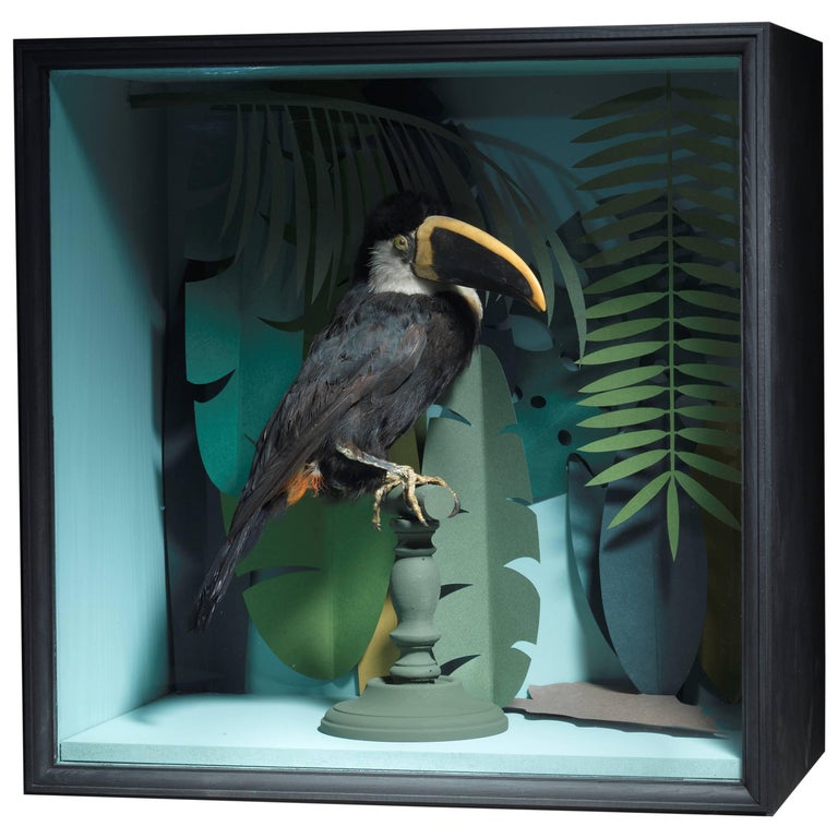 Taxidermy Toucan Mounted in Designer Display Case at 1stDibs