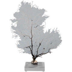 White Sea Fan on Lucite