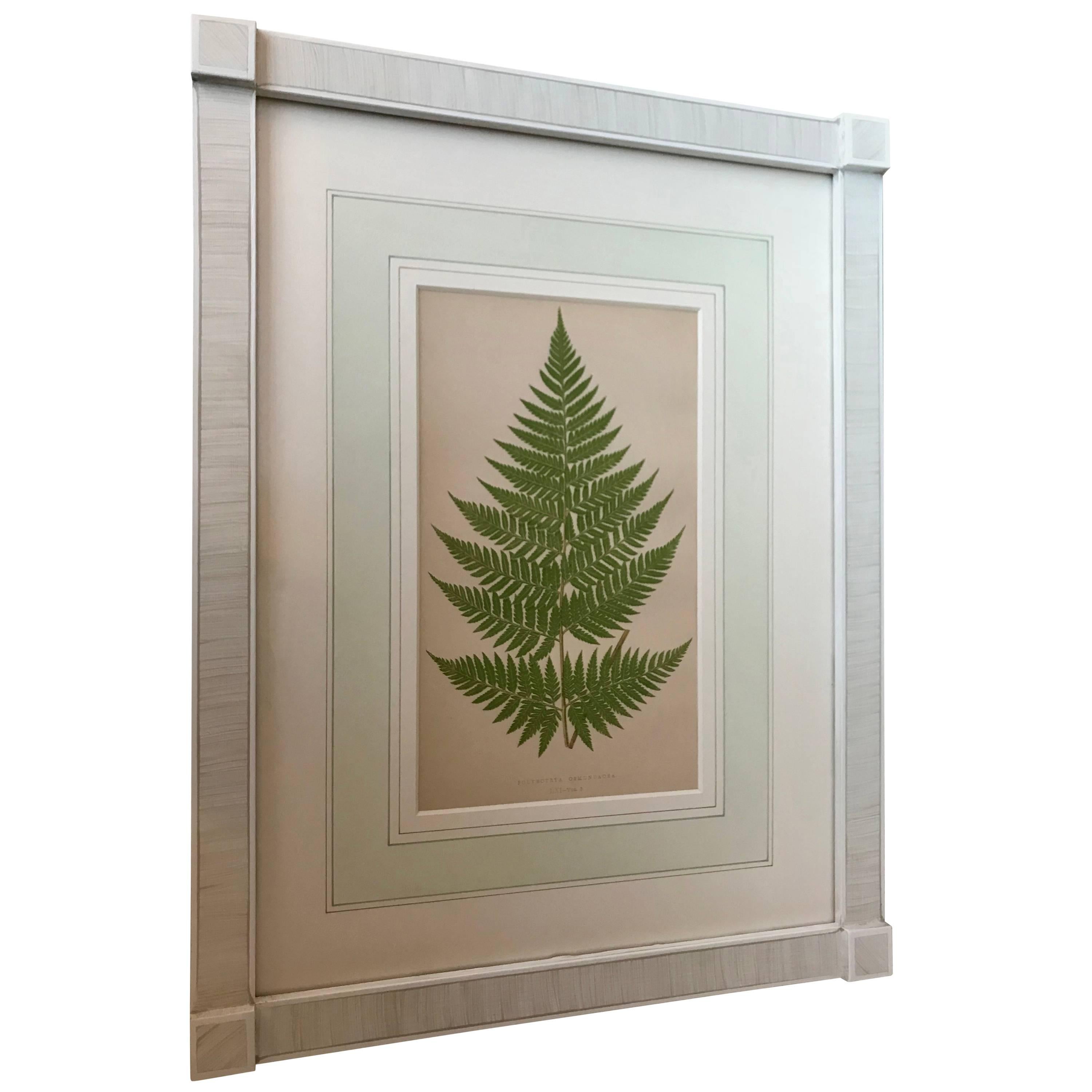 19th Century French Fern Lithograph