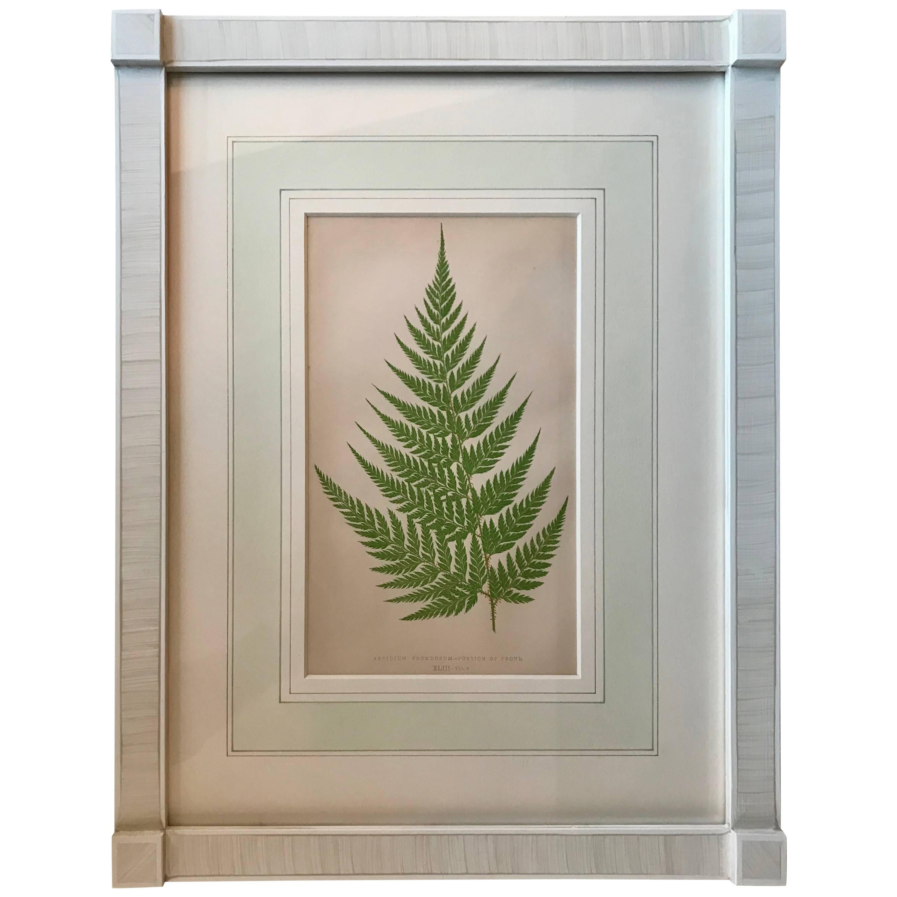 19th Century French Fern Lithograph
