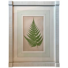 19th Century French Fern Lithograph