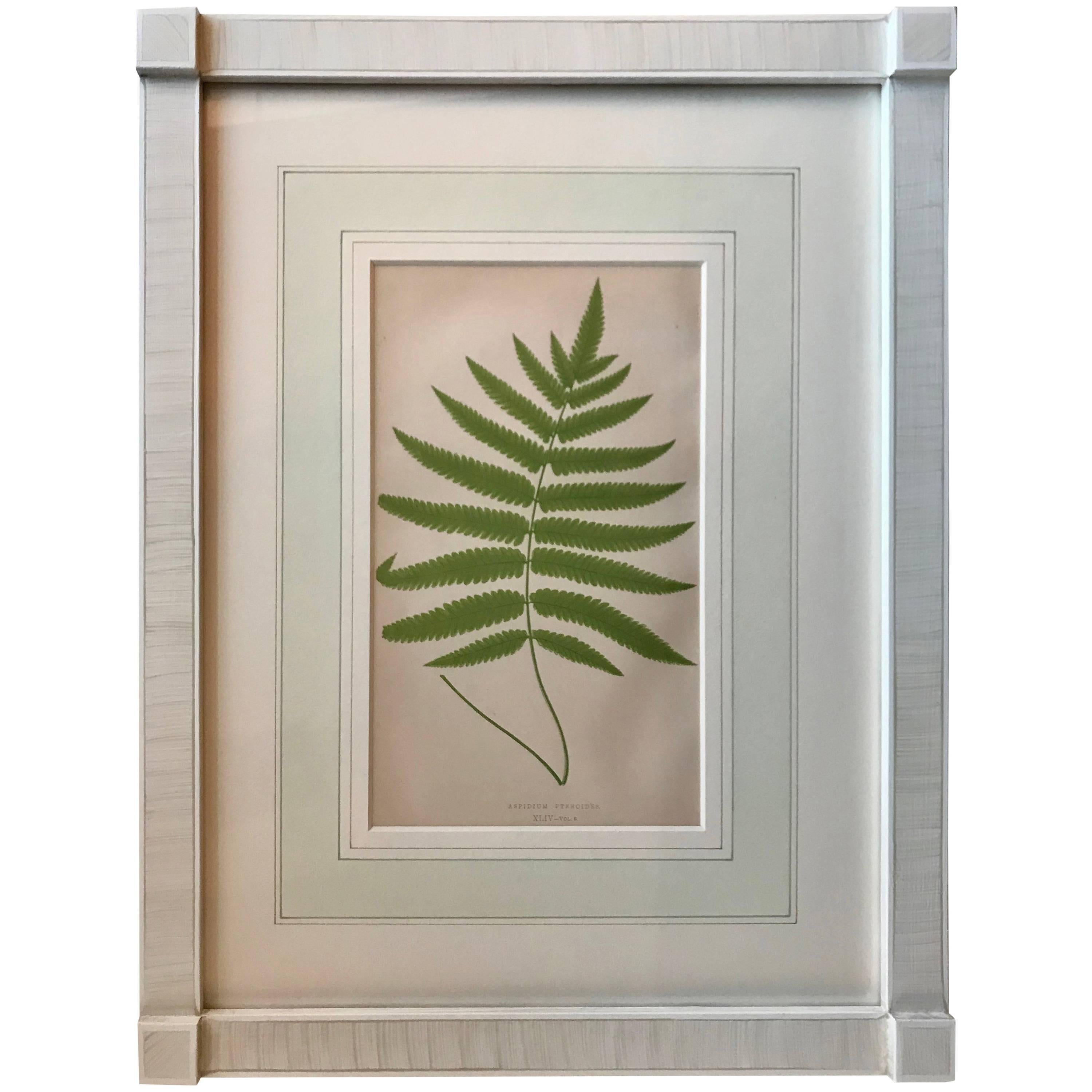 19th Century French Fern Lithograph For Sale
