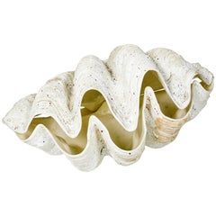 Complete Giant Tridacna Gigas Clam Shell