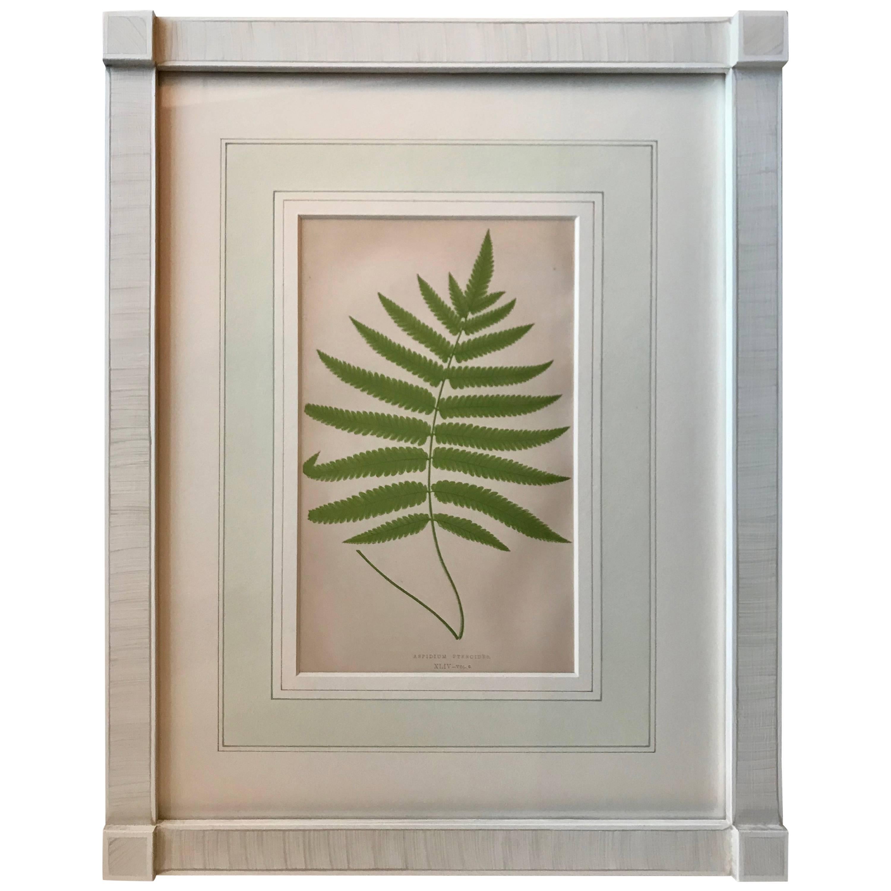 19th Century French Fern Lithograph For Sale