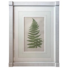 19th Century French Fern Lithograph