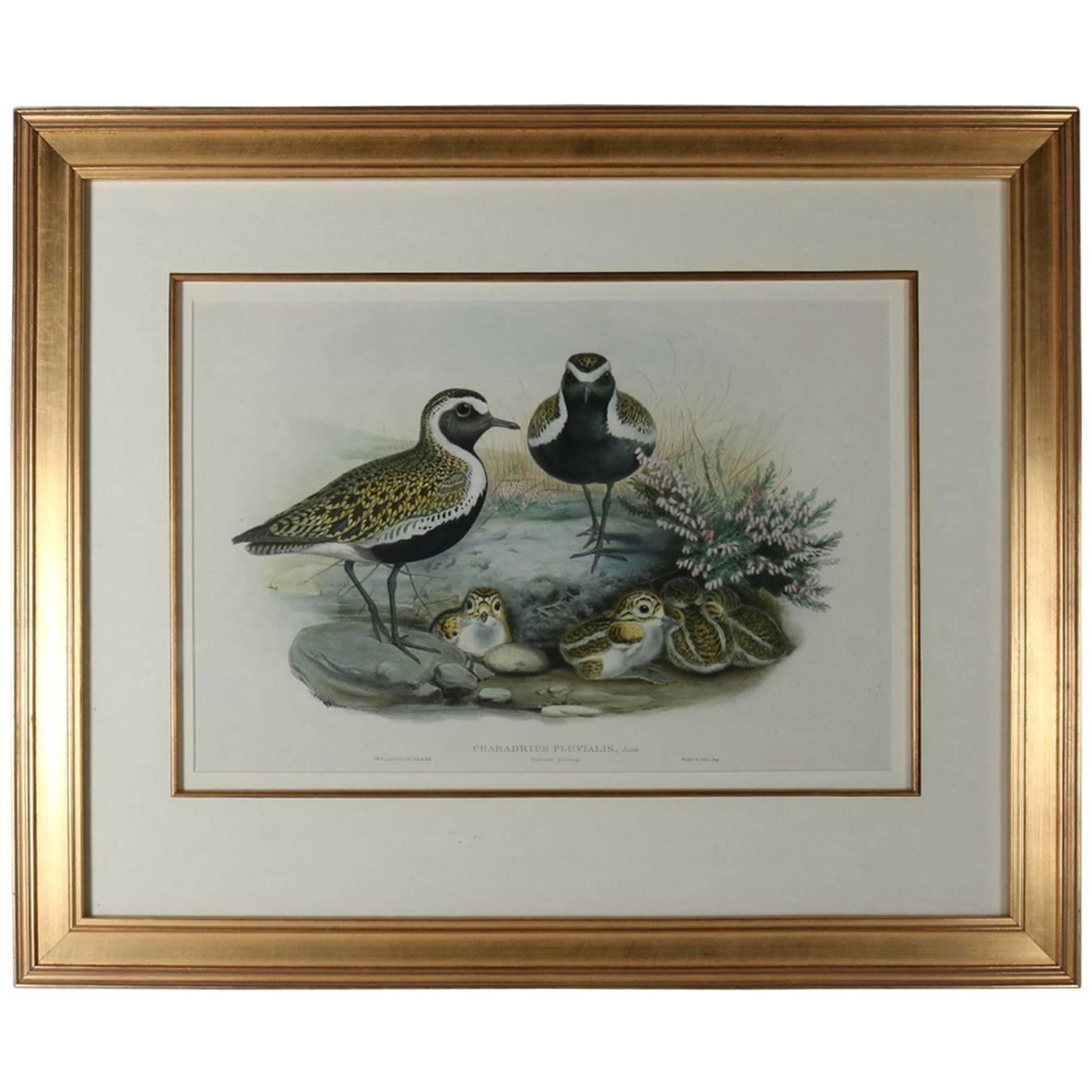 Audubon School Hand Colored Lithograph "Charadrius Pluvialis, Linn" after Gould