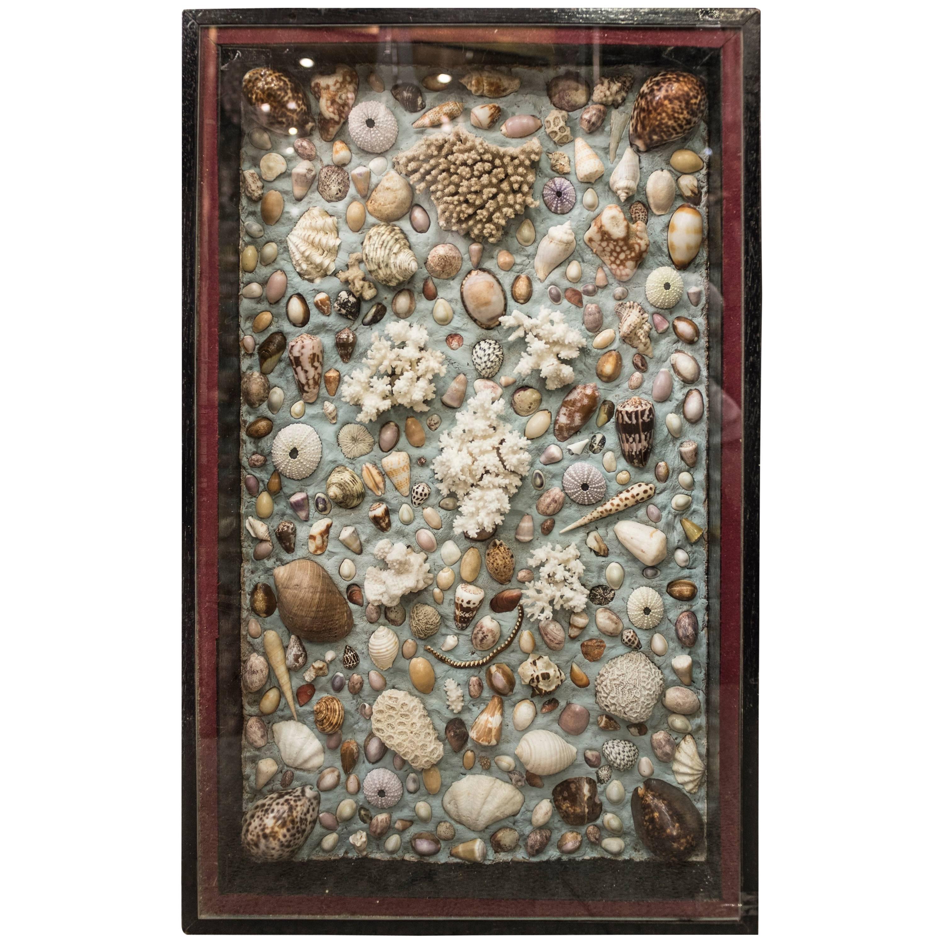 Midcentury French Composition of Corals, Shells and Fossils