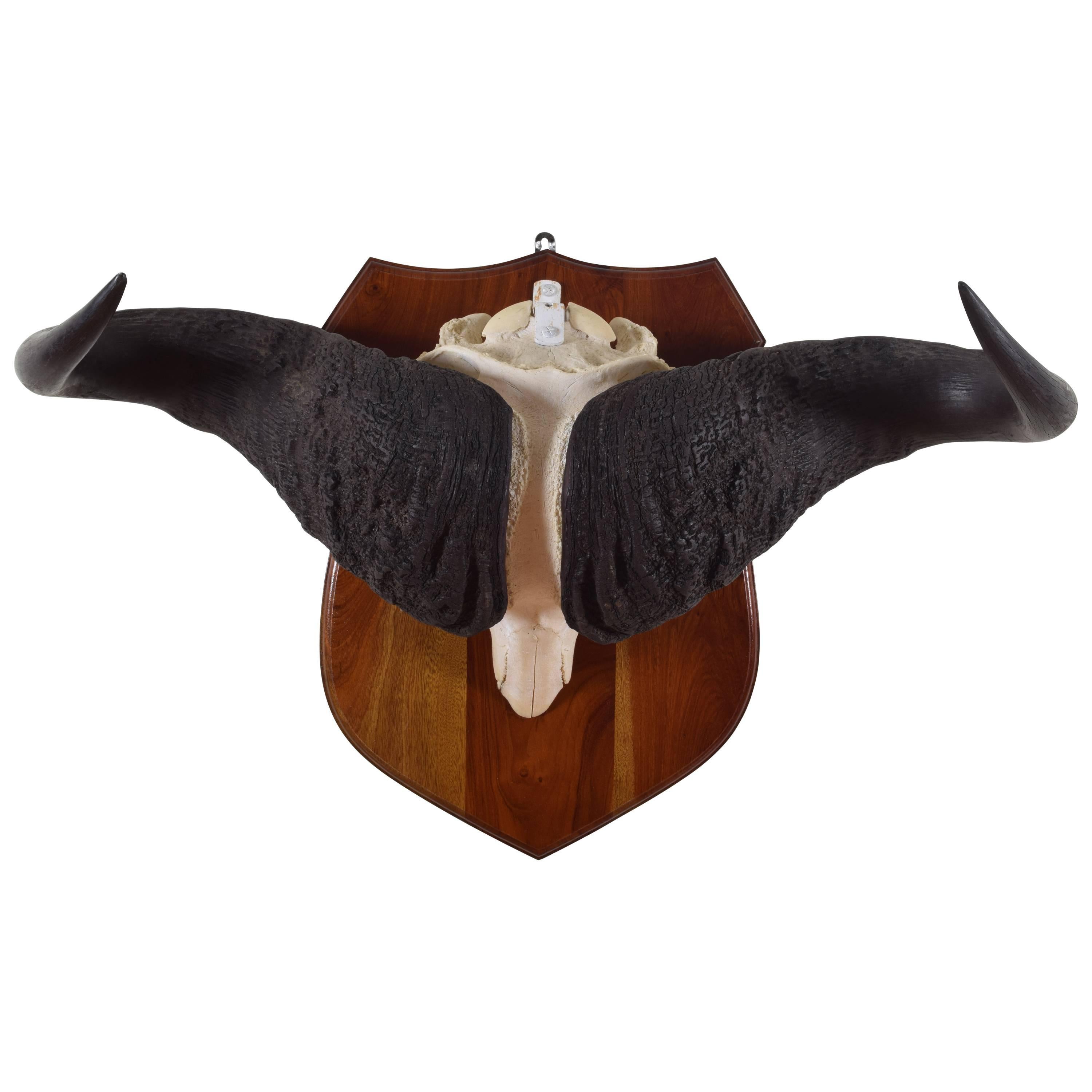 Water Buffalo Horn Mount, Africa, Early 20th Century For Sale