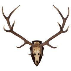 Continental Large Deer Antler Mount, Early 20th Century