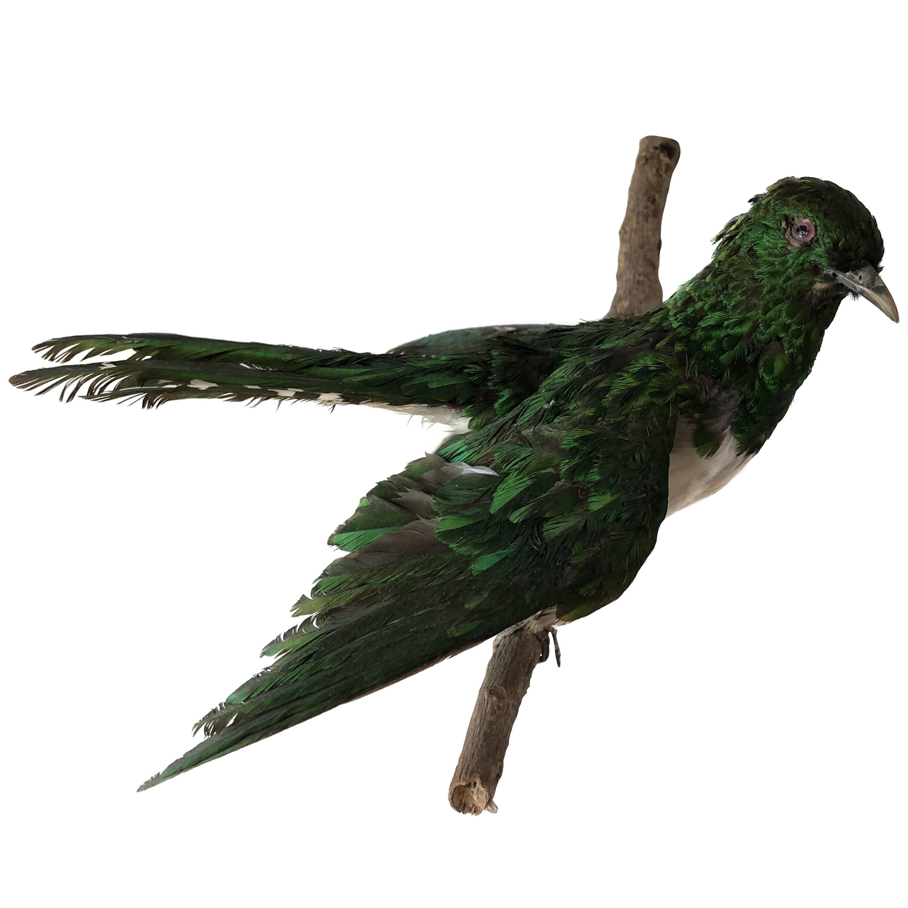 Exotic Bird Wall Mount Taxidermy  For Sale