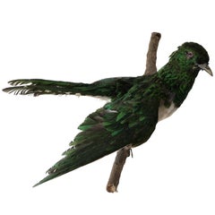 Exotic Bird Wall Mount Taxidermy