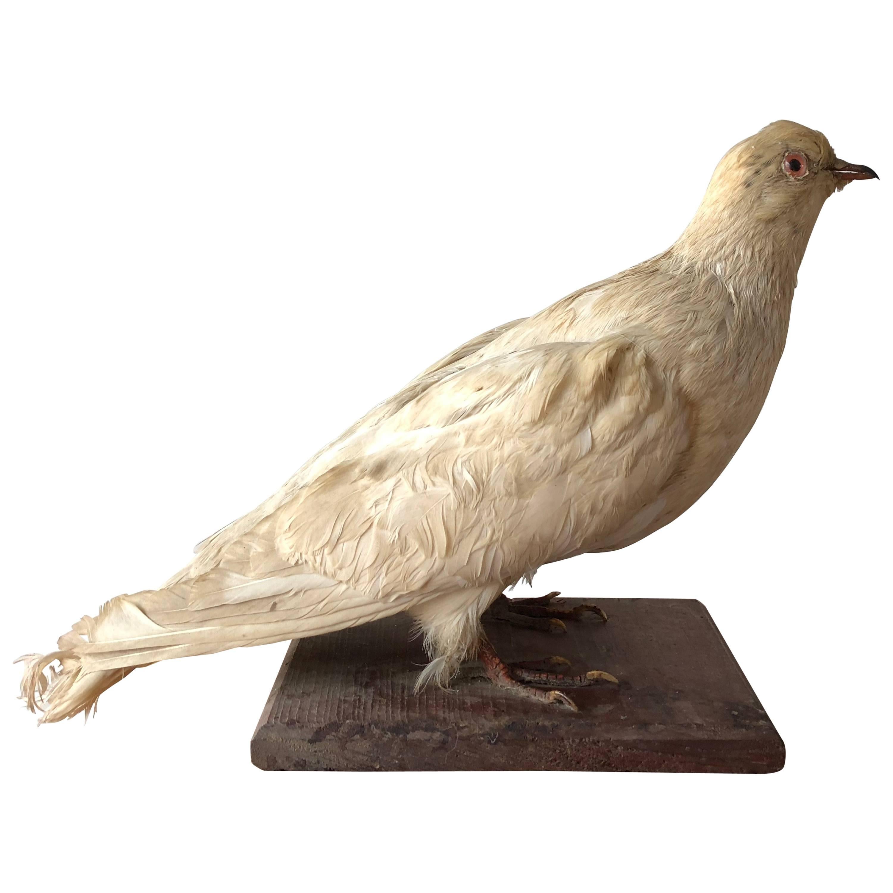 Pigeon Taxidermy  For Sale