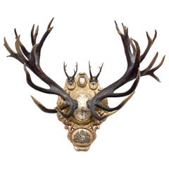 European Red Stag and Roe Trophies on Plaque with Emblem of St. Sepulcre