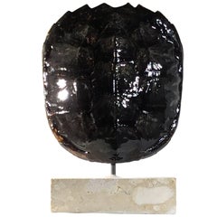 American Frashwater Turtle Shell