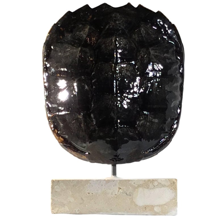 American Frashwater Turtle Shell at 1stDibs