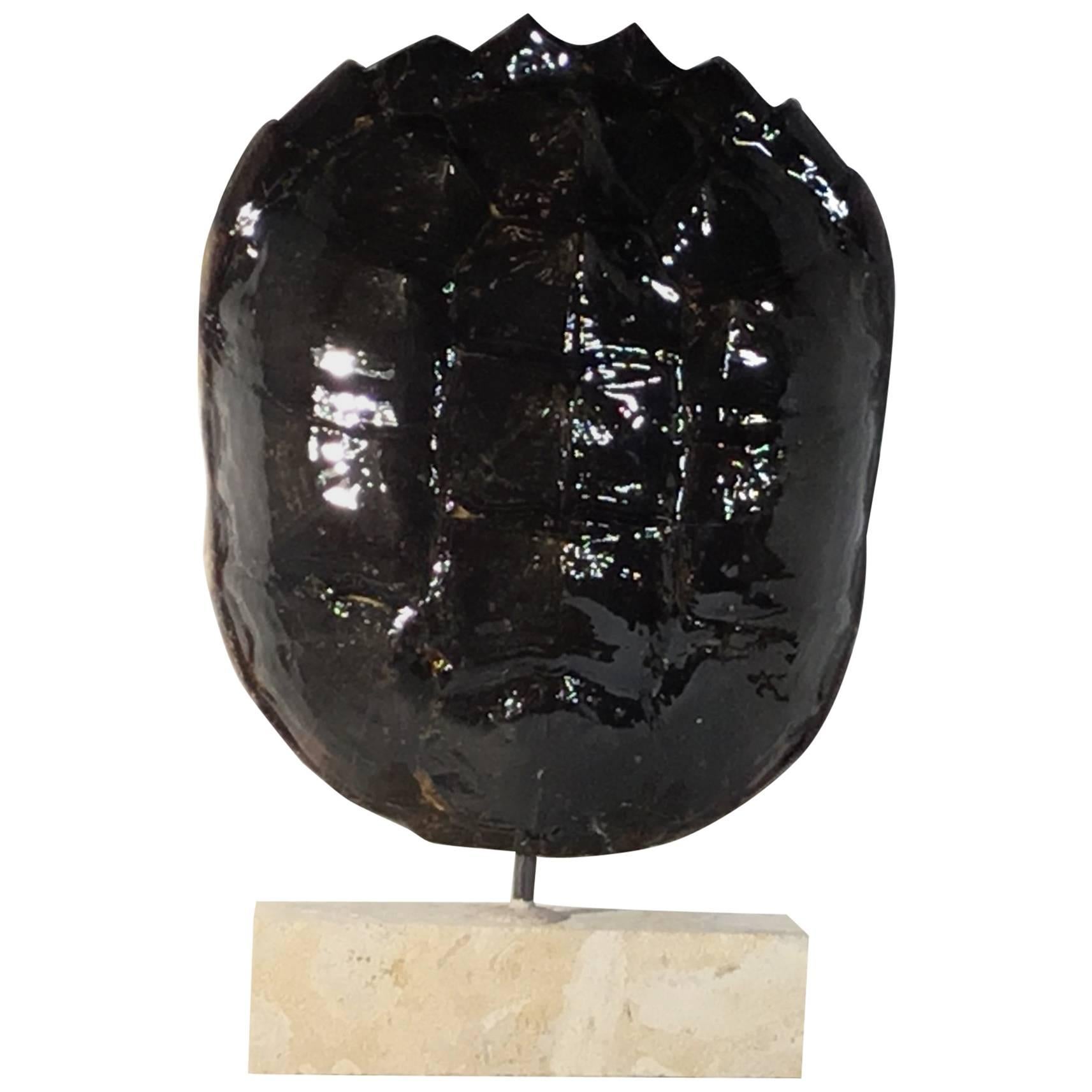 Genuine American Frashwater Turtle Shell