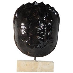 Vintage Genuine American Frashwater Turtle Shell