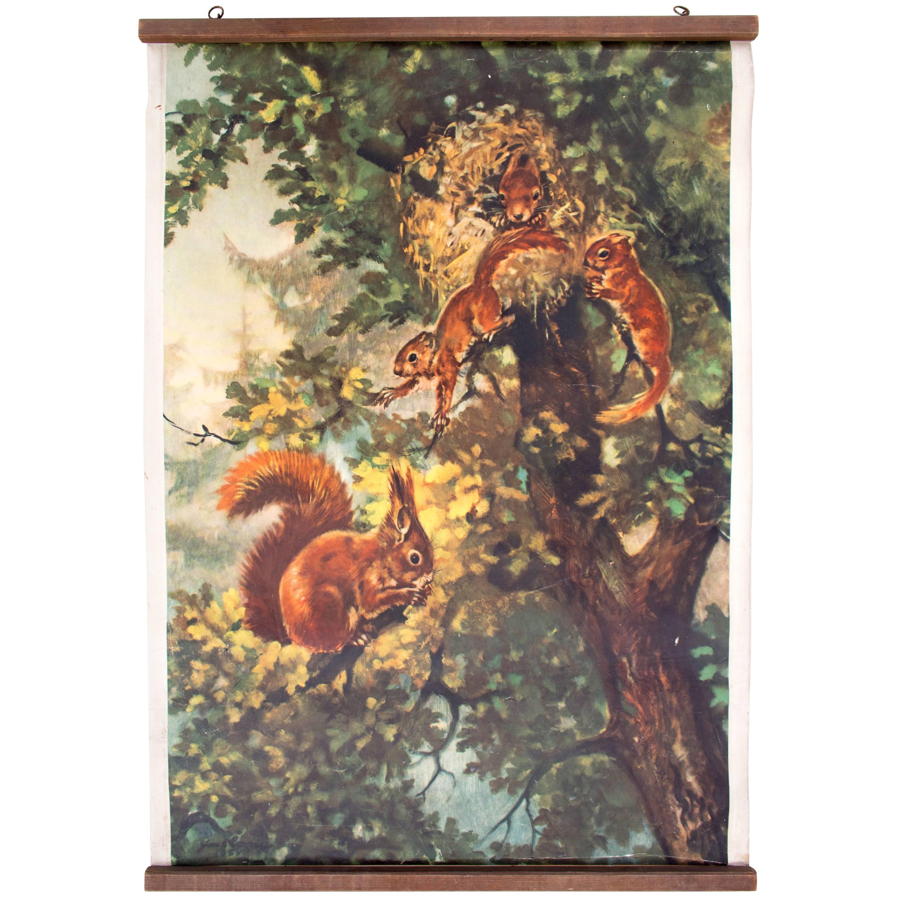 Wall Chart, Squirrel, Published by Ernst Ingold & Co, 1912 For Sale