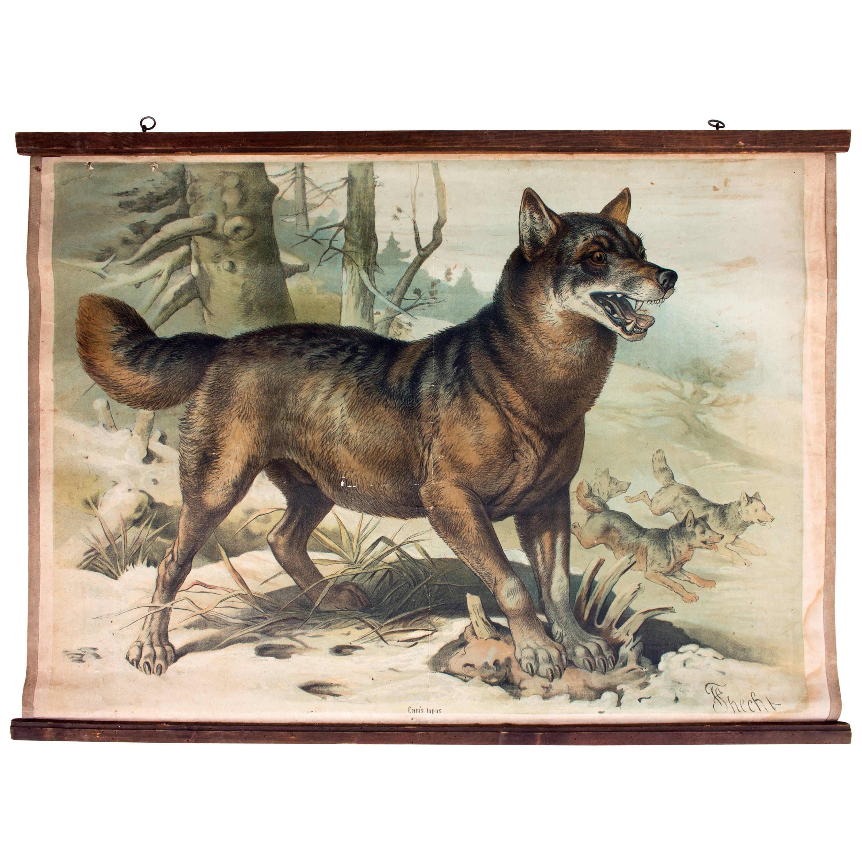 Wall Chart, Wolf, F. Specht, Published by F. E. Wachsmuth, 1879 For Sale
