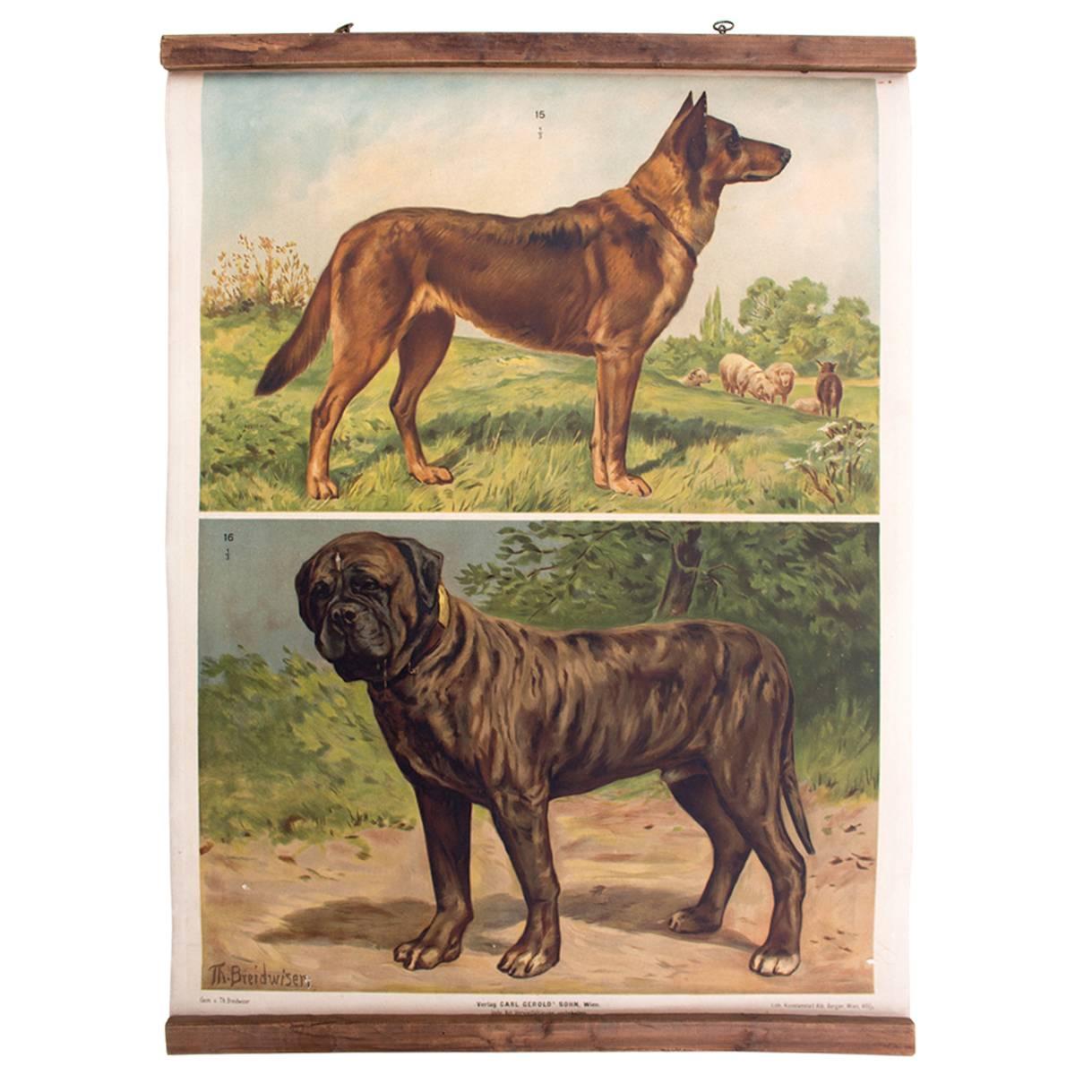 Wall Chart, Dogs, by Th. Breidwiser for Gerold & Sohn, 1879 For Sale