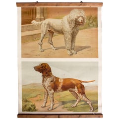 Wall Chart, Dogs, by Th. Breidwiser for Gerold & Sohn, 1879