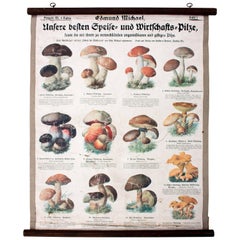 Wall Chart, Mushroom, Part 1 - 3, Three Lithographs, Edmund Michael, 1903